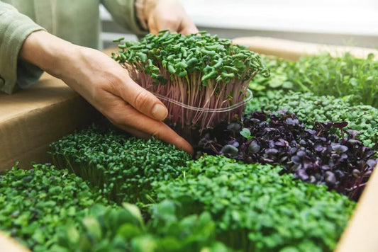 Microgroenten Kweken in 5 Stappen