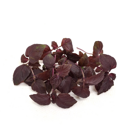 Shiso Red Microgroenten Zaden