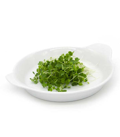 Rucola Microgroenten Zaden